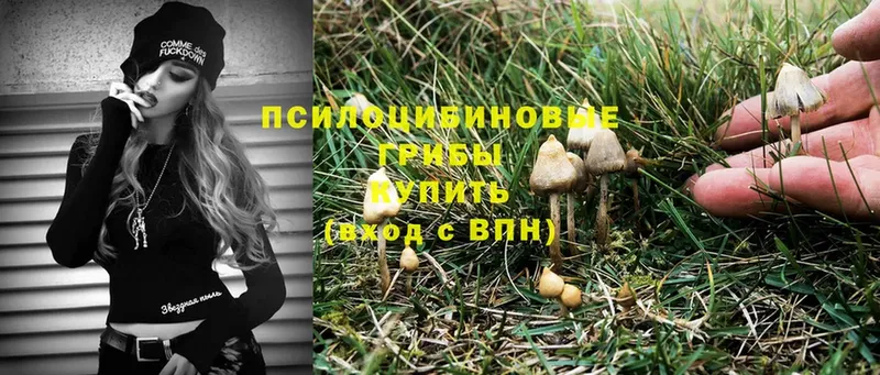 Псилоцибиновые грибы Psilocybe  Бикин 